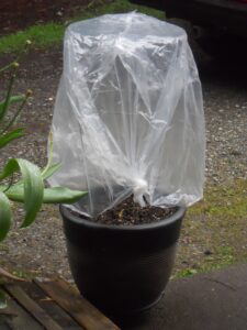 plant protection using plastic bag